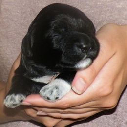 Portuguese Water Dog Puppies from Robin Burmeister