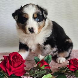 Remi - Blue merle female Australian Shepherd puppy in Mountain Grove, Missouri from K Bar H Farms