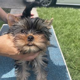 Mr. Met - Blue and gold male Yorkshire Terrier puppy in Lake Mary, Florida from Cannon Yorkies