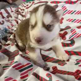 Frost - Red and white male Siberian Husky puppy in Kansas City, Missouri from Anuun's Huskies