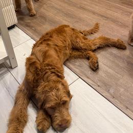 Lambo - Red  male Goldendoodle puppy in Payson, Utah from Country Sky Doodles