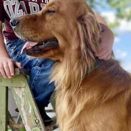 Ron - Golden Retriever