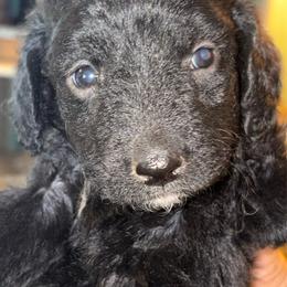 Boy 2 - Black male Goldendoodle puppy in Holly, Colorado from Vida’s Loving Doodles