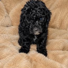 Boy 2 - Black and white male Aussiedoodle puppy in Golden, Mississippi from Two Creeks Farm Poodles & Doodles