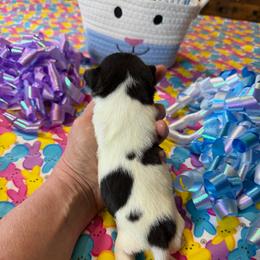 Cole - Black and tan male Chihuahua puppy in Seneca, Missouri from Stephanie’s Puppy Colony