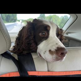 English Springer Spaniel Puppies from Burton English Springer Spaniels