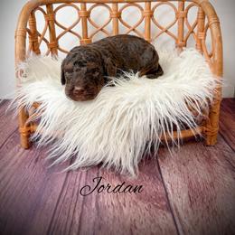 Jordan - Phantom male Goldendoodle puppy in from Pink Poodles and Doodles