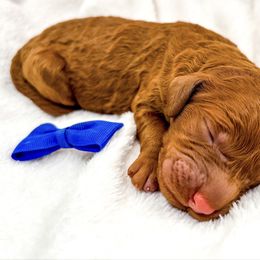 Casper red - Red  male Goldendoodle puppy in Lewisville, Texas from Zink Doodles