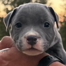 Male 1 - Blue male Staffordshire Bull Terrier puppy in Georgetown, California from PureGrit Staffords
