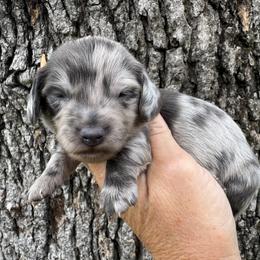 Indigo - Dapple male Dachshund puppy in Bentonville, Arkansas from Boujee Buns Dachshunds