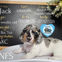 Jack - Dapple male Dachshund puppy in Hoquiam, Washington from Heyd's Mini Dachshunds