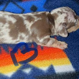 Buyer will name - Dapple male Dachshund puppy in Stilwell, Oklahoma from Hoop's Dachshund