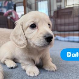 Dallas-AKC - Cream male Dachshund puppy in Caulfield, Missouri from Hocomo Hollow Doxies