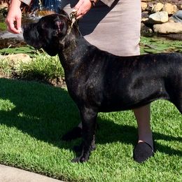 Cane Corso from Prideland Cane Corso