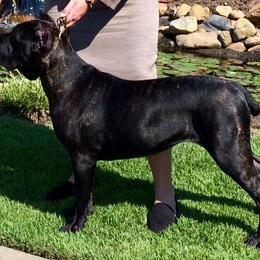 Cane Corso from Prideland Cane Corso