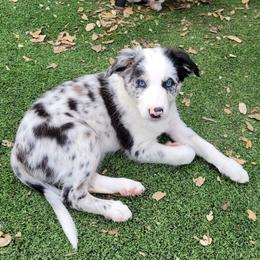 Jade - Slate merle female Border Collie puppy in Morgan, Texas from Shooting Star Ranch