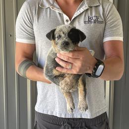 Eve - Male 1 - Blue male Australian Cattle Dog puppy in Jefferson, South Carolina from Blue Creek Farms