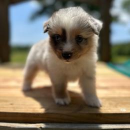 Rocky - Blue merle male Miniature Australian Shepherd puppy in Doddridge, Arkansas from Huddleston Farm