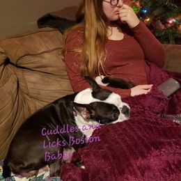Boston Terrier All Grown Up from Cuddles and Licks Boston Babes