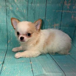 Pinto - Cream and white male Chihuahua puppy in Palmyra, Indiana from Country Star Chihuahuas