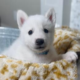 Siberian Husky Puppies from Snowy Siberians