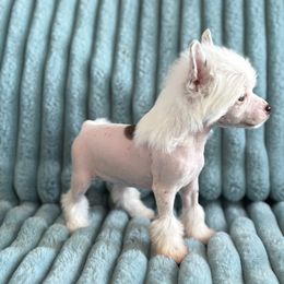 Candy - White and chocolate female Chinese Crested puppy in Aberdeen, Idaho from Willow Creek Cresteds