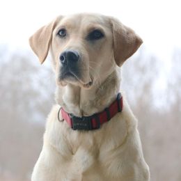 Labrador Retrievers from Kicking Bird Gun Dogs