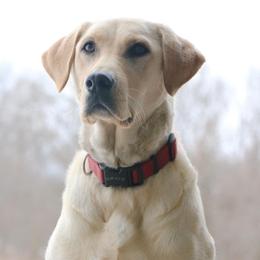 Labrador Retrievers from Kicking Bird Gun Dogs