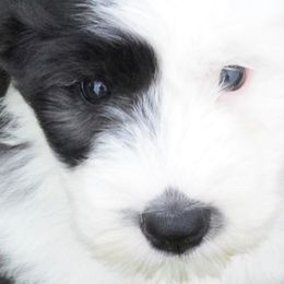 Old English Sheepdog Puppies from Roland Hills Farm
