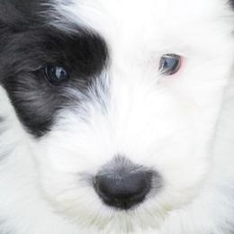 Old English Sheepdog Puppies from Roland Hills Farm