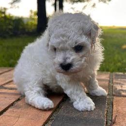Bella - White female Poodle puppy in Columbus, Mississippi from Rocky Road Kennel