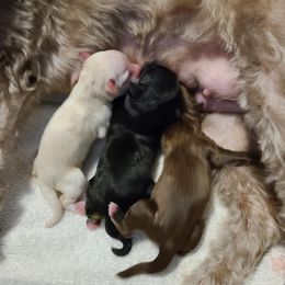 Havanese Puppies from HavToHavaHavi