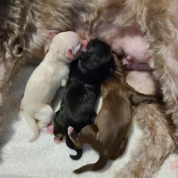 Havanese Puppies from HavToHavaHavi