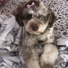 Boujee - Aussiedoodle