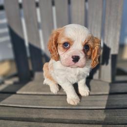 Chestnut - Blenheim male Cavalier King Charles Spaniel puppy in Decatur, Illinois from Petite Pups