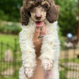 Lyra - Parti female Poodle puppy in Grand Rapids, Michigan from Earthstone Poodle