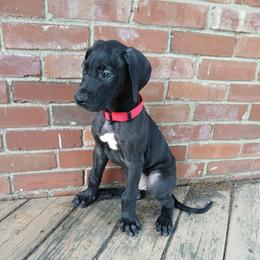 Orbit - Black male Great Dane puppy in Marshall, Michigan from Dream K9