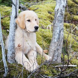 Golden Retriever Puppies from DoubleTake Goldens