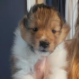 Shetland Sheepdog Puppies from Fawn Lane Shetland Sheepdogs