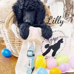 Poodle Puppies from Agape Standard Poodles