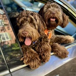 Australian Labradoodle All Grown Up from Heritage Manor Labradoodles (HML)