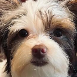 Yorkshire Terriers from Thankuyorkies