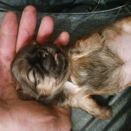 Shih Tzu Puppies from Peterson Shih Tzus