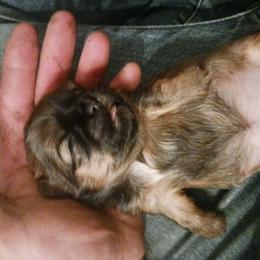 Shih Tzu Puppies from Peterson Shih Tzus