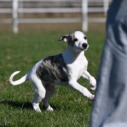Simon - Fawn brindle Whippet puppy in Fowlerville, Michigan from Winstar Whippets