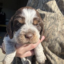 Pink - Tri-Roan female English Springer Spaniel puppy in Lincoln, Texas from Lee Co. Springers