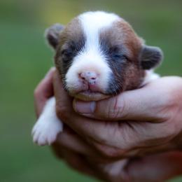 Ace - Sable male Pembroke Welsh Corgi puppy in Star City, Arkansas from Say When Corgi Co.