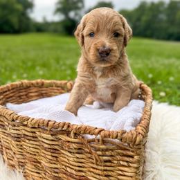 Triscuit - Apricot female Goldendoodle puppy in Grove, Oklahoma from Guinn Family Farms