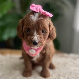 Cavapoo and Goldendoodle Puppies from French Creek Doodles