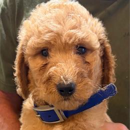 Titus - Apricot male Poodle puppy in St. Johnsbury, Vermont from Poodles of the Northern Woods